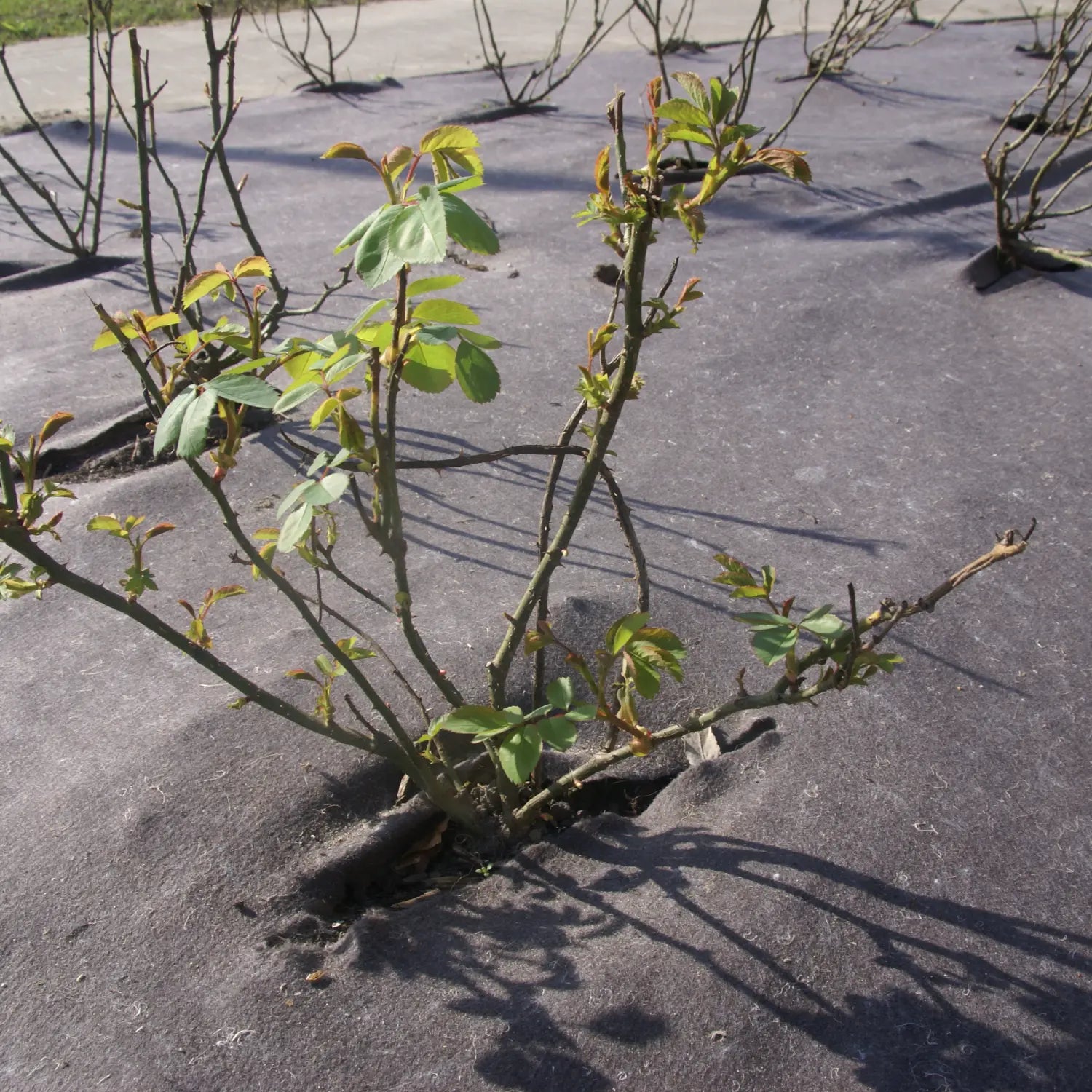 Gronddoek Bio 157 gr/m² 2mx25 meter Bruin - Per rol