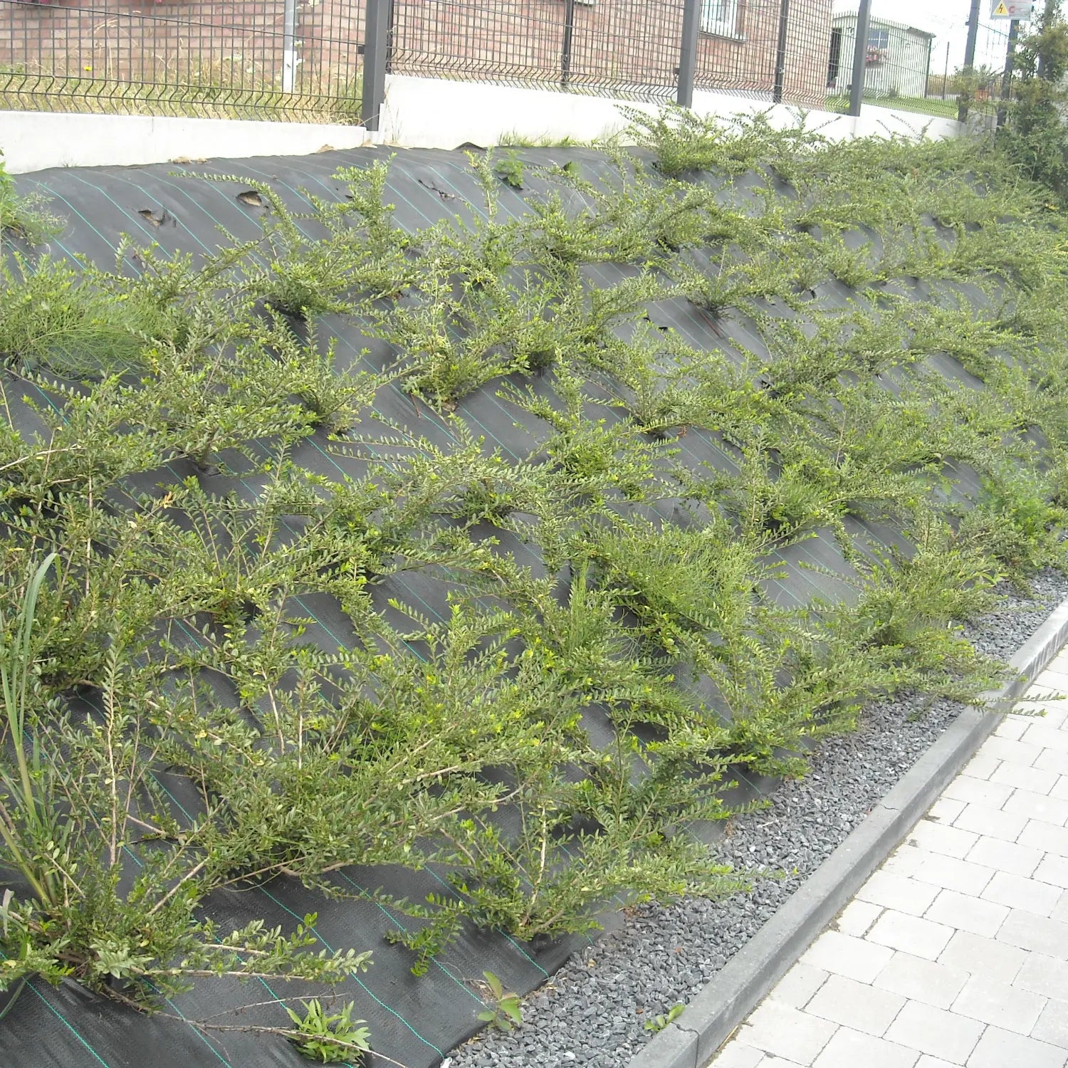 Gronddoek 90 gr/m² 525cm x 100m Zwart met groene aflijning – Per rol